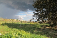 Mart 2008 Dikilen Ağa&ccedil;lar