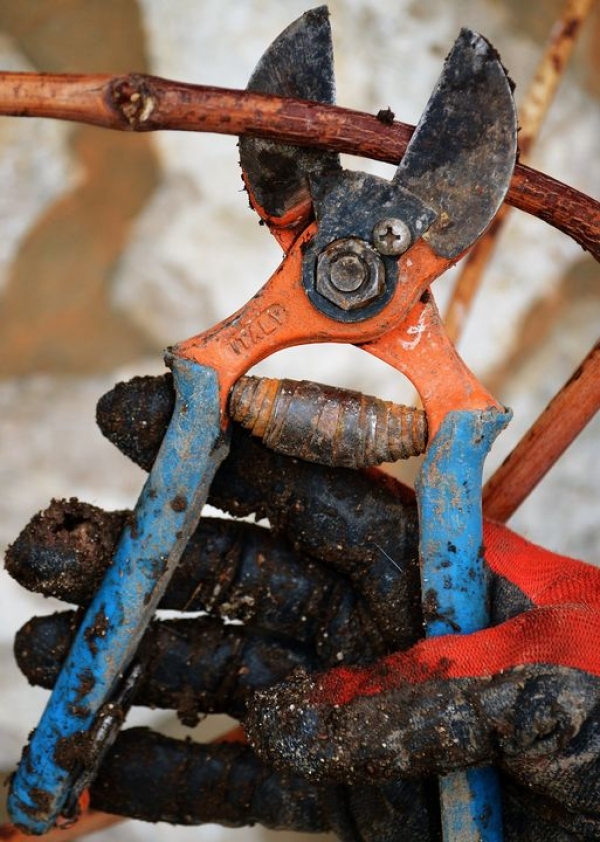 &Uuml;z&uuml;m bağı budamak i&ccedil;in son haftalar!