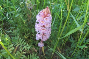 Toprak iyileştirme &ccedil;alışmaları