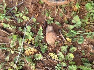 Yağmur suyu hasadı ve hendek işleri