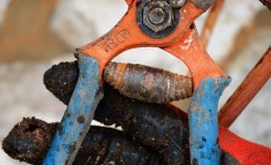 Üzüm bağı budamak için son haftalar!